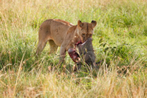Afrika, Kenia, Masai Mara, Löwe mit Beute Afrika, Kenia, Masai Mara, Löwe mit Beute